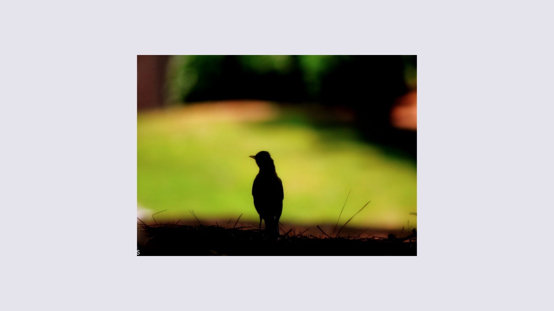 bird photography tutorial